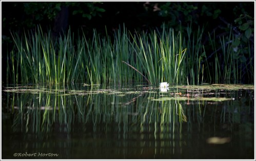 Reeds & White Lily