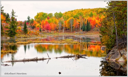 Pond Autumn Colours