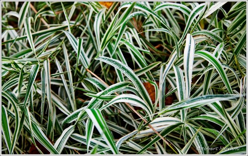 Variegation