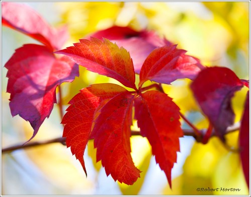 Red of Autumn