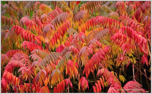 Sumac 2 Autochrome 2