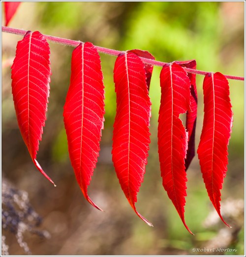 Sumac Red