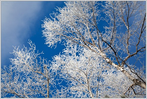 Hoar Frost