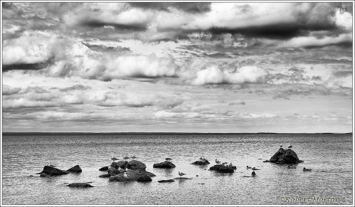 Nipissing Rocks Gulls Clouds