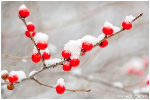 Snowberries