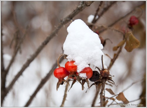 Rose Hips