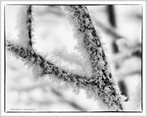 Twig and Hoar Frost