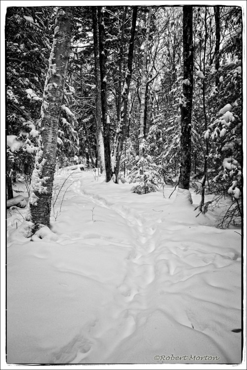 Winter Trail II