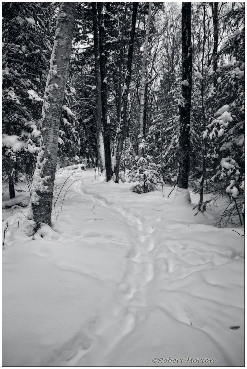 Winter Trail