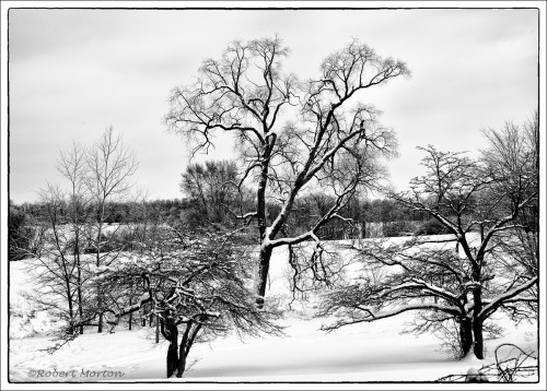 Winter Trees