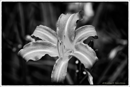 Lily Mono