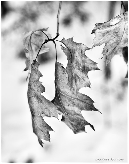 Oak Leaves I Mono