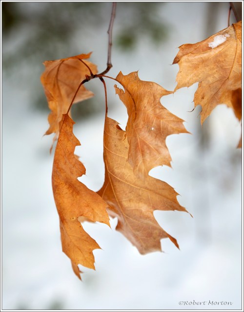Oak Leaves I