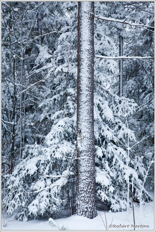 Pine Trunk Snow