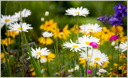 Summer Wildflowers