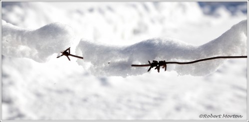 Barbed Snow