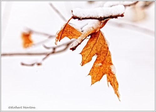 Oak Leaf Snow 2