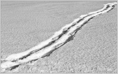 Snowshoe Track