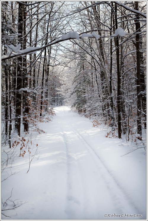 Winter Trail