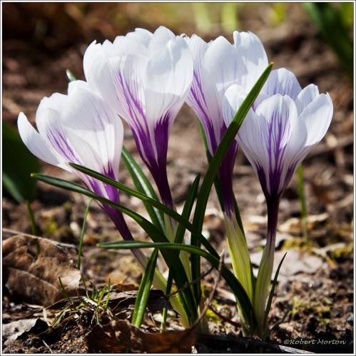 Crocus