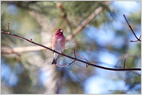 Male Red Finch