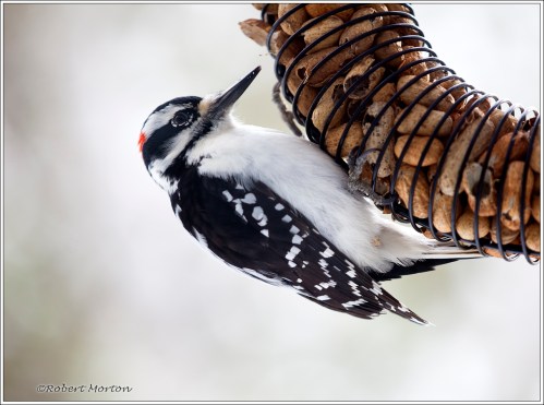 Woodpecker