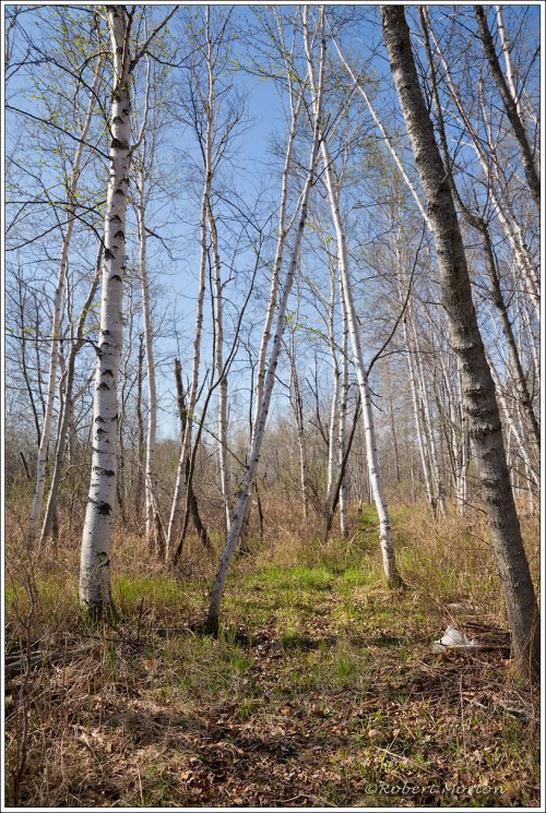 Circle Lake Birches