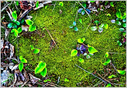 Forest Floor Moss Spring