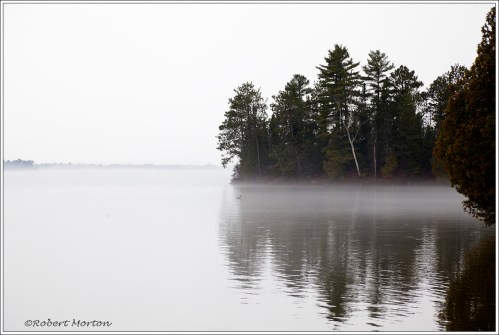 Loon in Fog