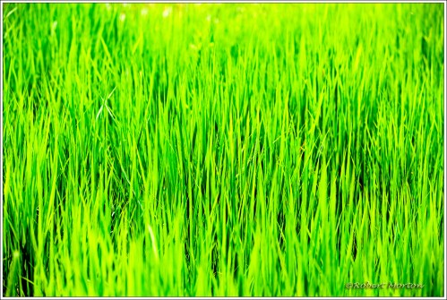 Summer Grass