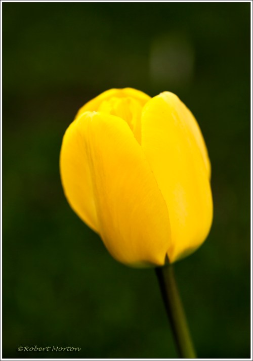 Yellow Tulip