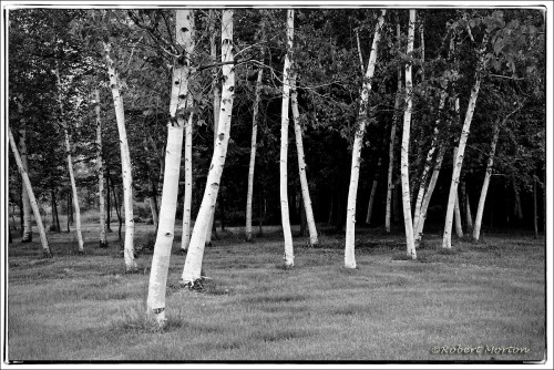 Birch Grove