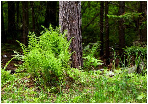 Ferns 3