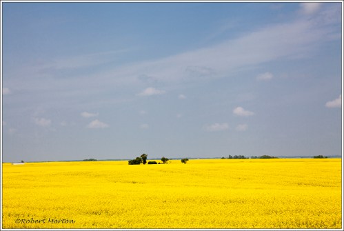 Canola I
