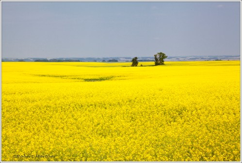 Yellow Canola
