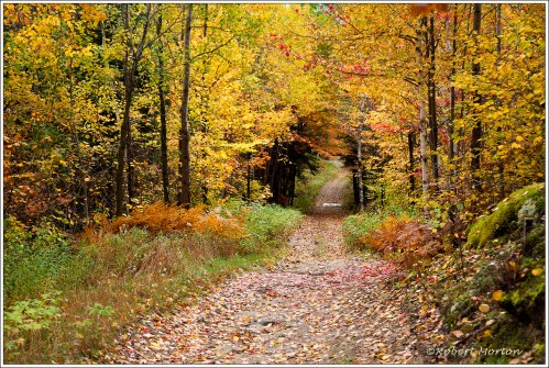 Autumn Trail
