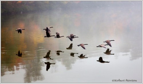Flying Geese