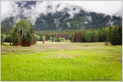 Beside the Bow River Parkway, Banff National Park.