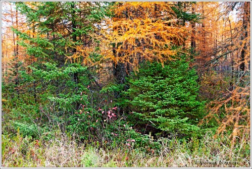 Tamarack and Bush