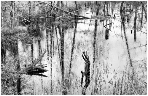 Widdifield Station Swamp