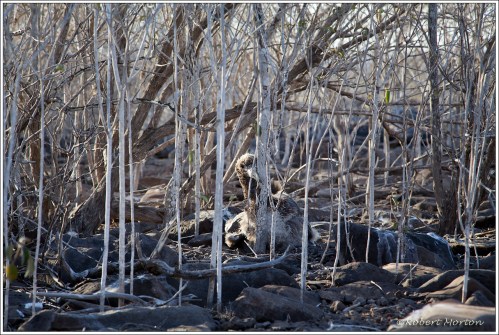 Albatross Chick 2