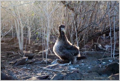 Albatross Chick 4