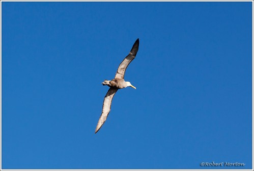 Albatross Soaring