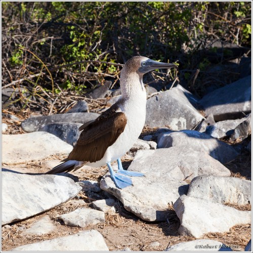 Blue Foot Boobies 13