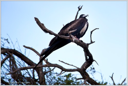 Frigate Bird