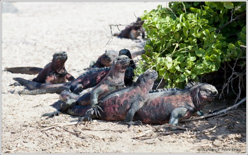 Marine Iguanas Warming In the Sun