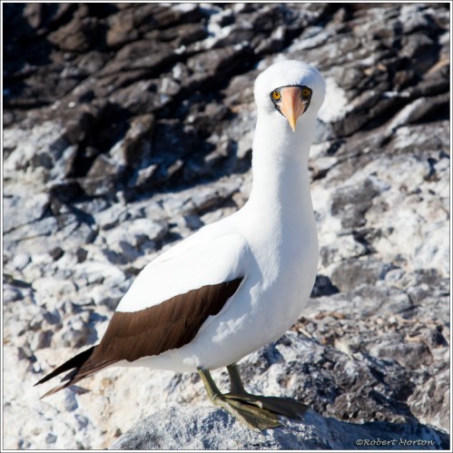 Nazca Booby
