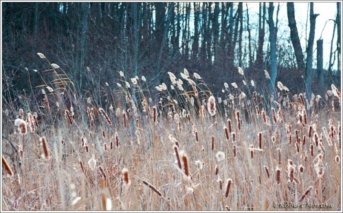 Cat Tails