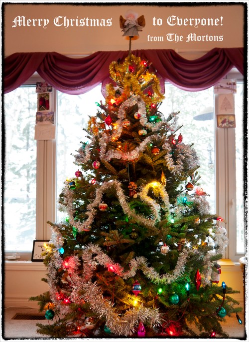 _MG_8980 Merry Christmas