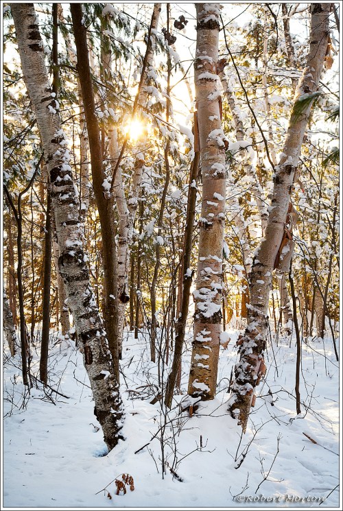 Sunset Birches